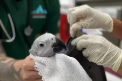 avianSrvPic3