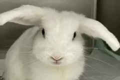 avianSrvPic4