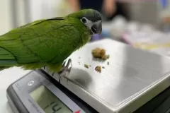 avianSrvPic5