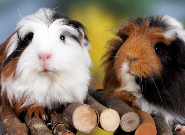 lethargic guinea pig